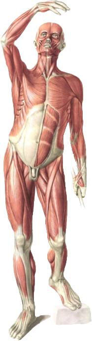 Welcher Anatomie Atlas ist der Richtige für mich: Sobotta oder Prometheus?